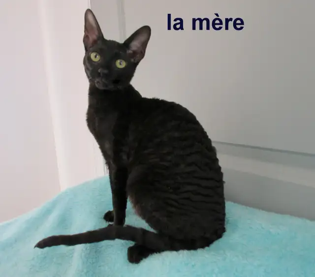 ❤️Chaton rex cornish ❤️vermifugé, micropucé ❤️ - Photo 9