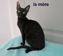 ❤️Chaton rex cornish ❤️vermifugé, micropucé ❤️ - Photo 9