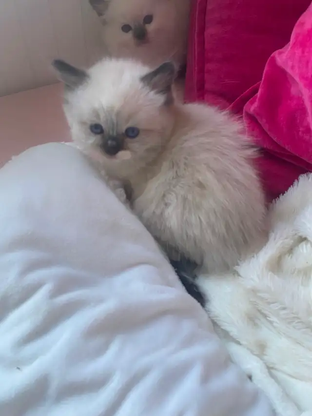 BEAUTIFUL BABY BICOLOR WHITEMITTED RAGDOLLS!! - Photo 4