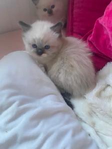 BEAUTIFUL BABY BICOLOR WHITEMITTED RAGDOLLS!! - Photo 4
