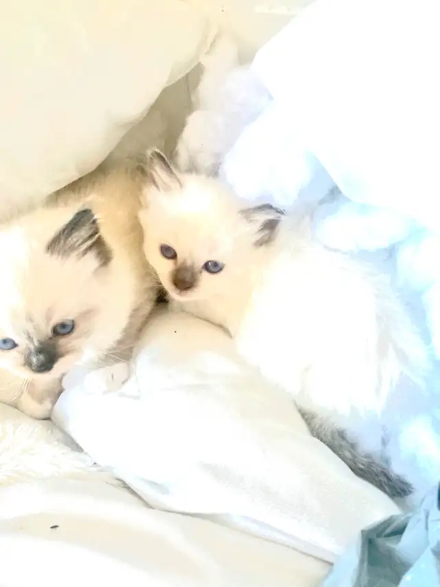 BEAUTIFUL BABY BICOLOR WHITEMITTED RAGDOLLS!! - Photo 9