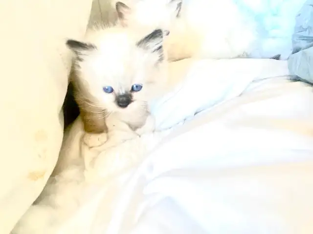 BEAUTIFUL BABY BICOLOR WHITEMITTED RAGDOLLS!! - Photo 10
