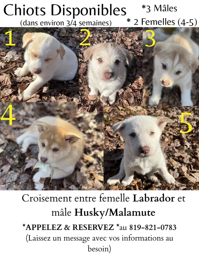 Magnifiques chiots aux yeux bleus à réserver ! 819-821-0783