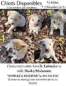 Magnifiques chiots aux yeux bleus à réserver ! 819-821-0783