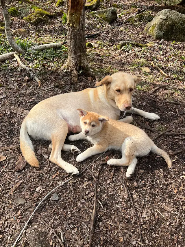 Magnifiques chiots aux yeux bleus à réserver ! 819-821-0783 - Photo 2