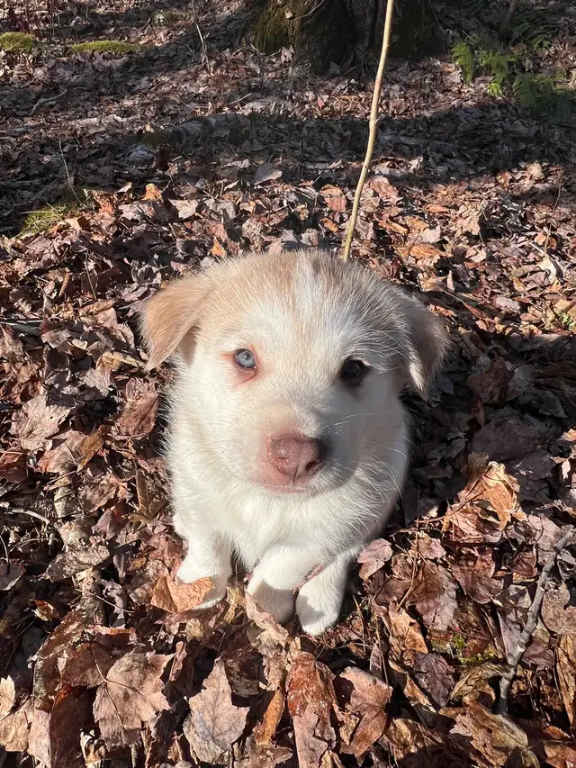 Magnifiques chiots aux yeux bleus à réserver ! 819-821-0783 - Photo 3