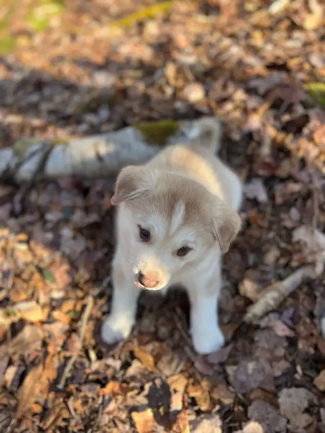 Magnifiques chiots aux yeux bleus à réserver ! 819-821-0783 - Photo 5