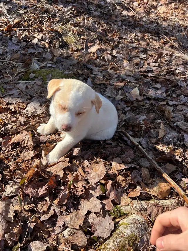 Magnifiques chiots aux yeux bleus à réserver ! 819-821-0783 - Photo 6