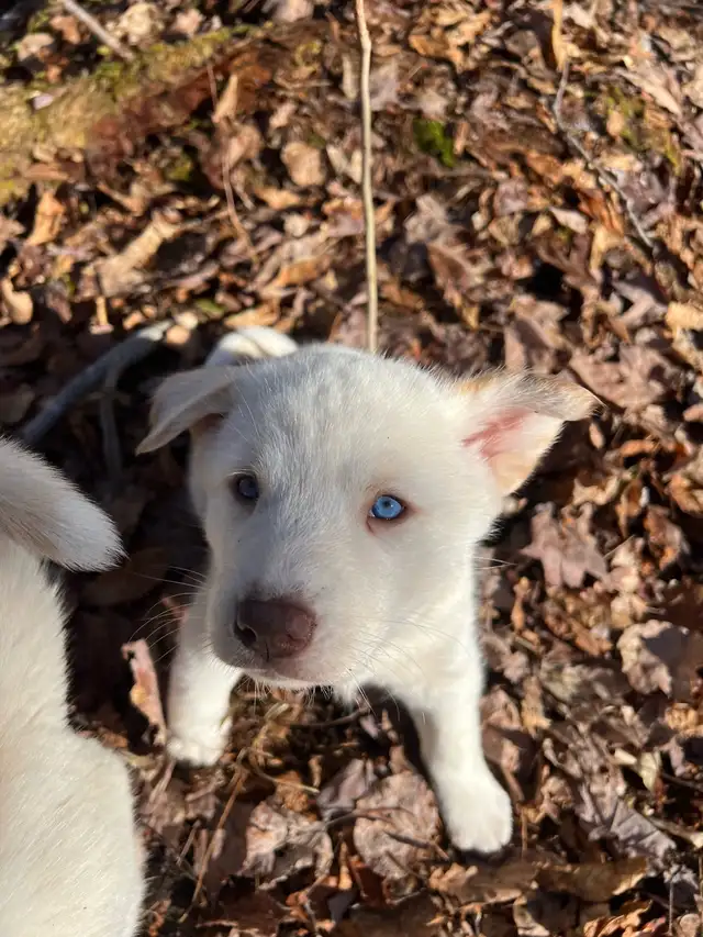 Magnifiques chiots aux yeux bleus à réserver ! 819-821-0783 - Photo 7