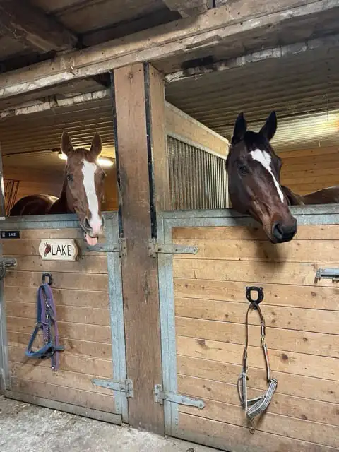 Indoor and Outdoor Horse Board - Photo 7