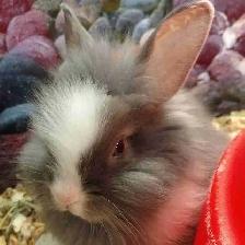 baby lionhead rabbits