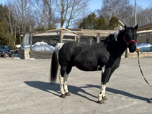FOR SALE: Registered APHA Paint Stallion