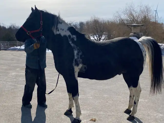 FOR SALE: Registered APHA Paint Stallion - Photo 2