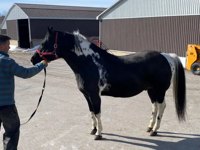FOR SALE: Registered APHA Paint Stallion - Photo 3