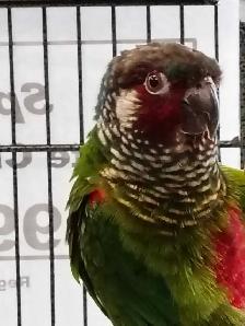 white cheek conure