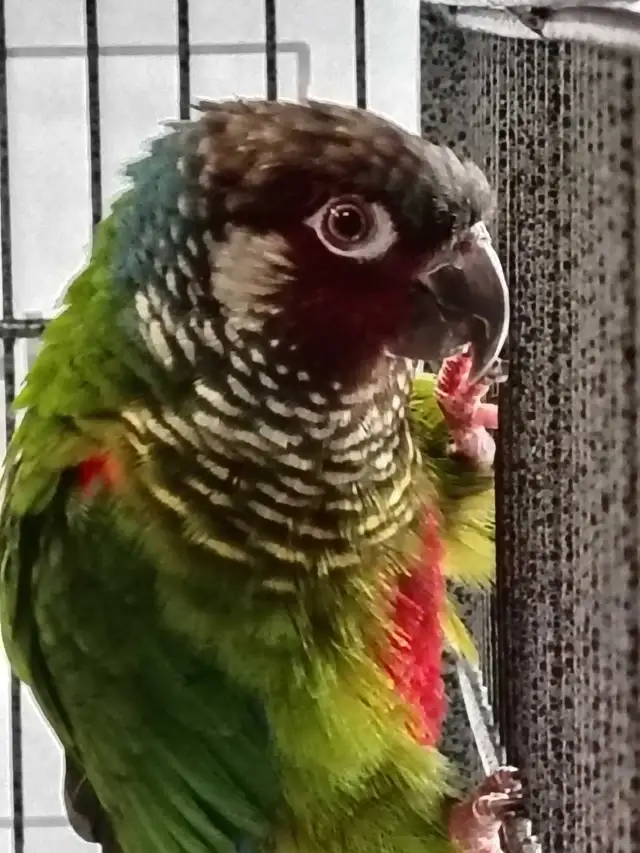 white cheek conure - Photo 3