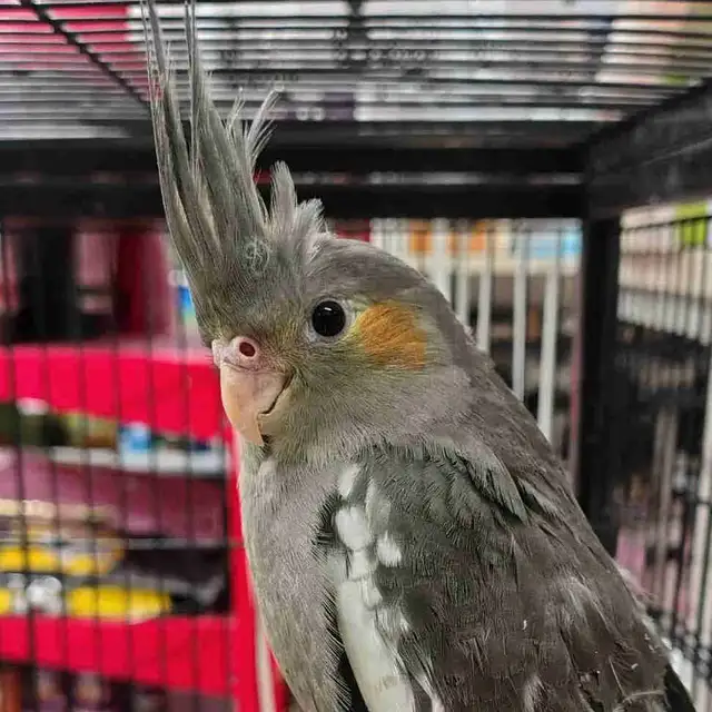 baby cockatiels