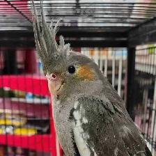 baby cockatiels