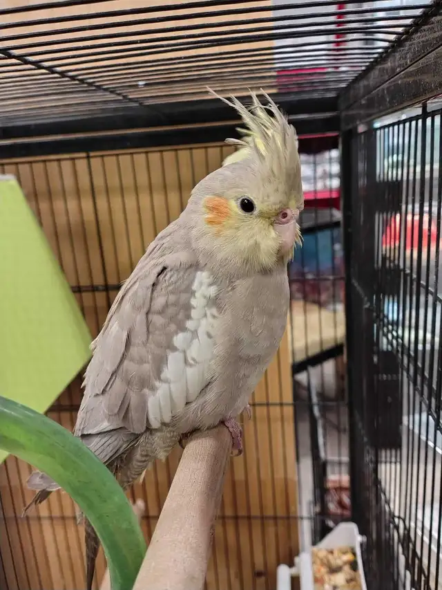 baby cockatiels - Photo 2