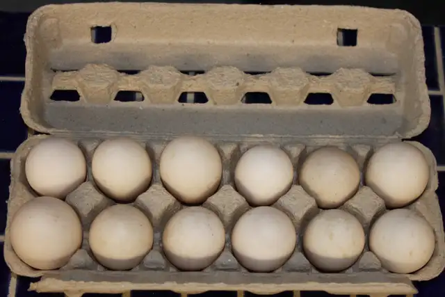 Duck eggs from free range ducks, extra large