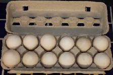 Duck eggs from free range ducks, extra large