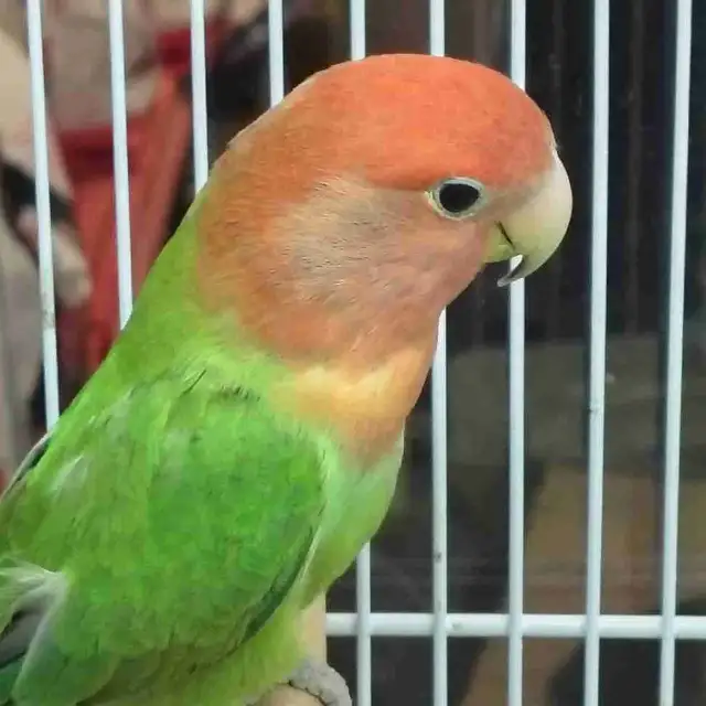 lovebird