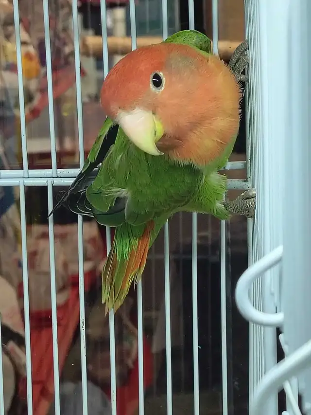 lovebird - Photo 2