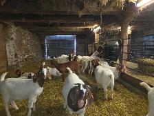 Boer Goat Doelings for sale