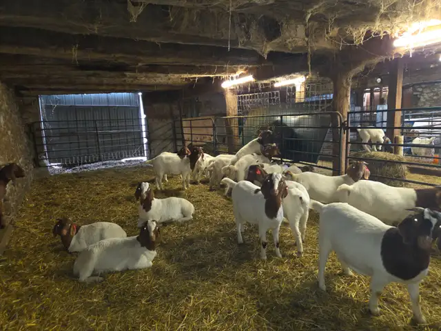 Boer Goat Doelings for sale - Photo 2