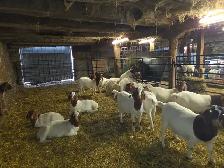Boer Goat Doelings for sale - Photo 2