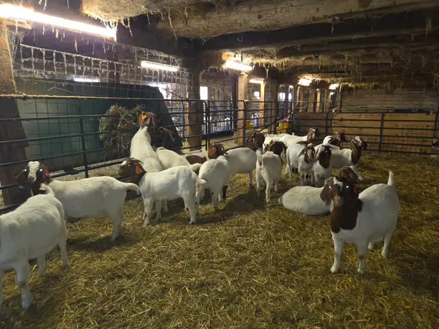 Boer Goat Doelings for sale - Photo 3