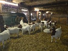Boer Goat Doelings for sale - Photo 3