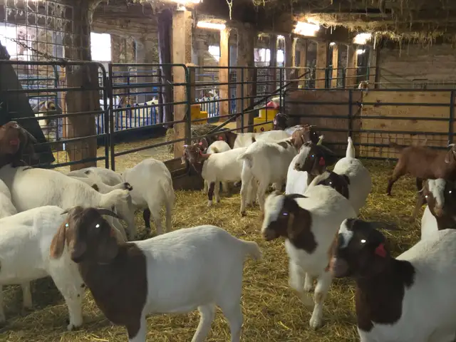 Boer Goat Doelings for sale - Photo 4