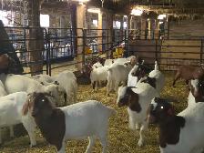 Boer Goat Doelings for sale - Photo 4