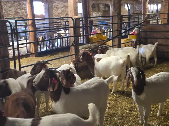 Boer Goat Doelings for sale - Photo 5
