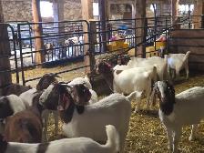 Boer Goat Doelings for sale - Photo 5