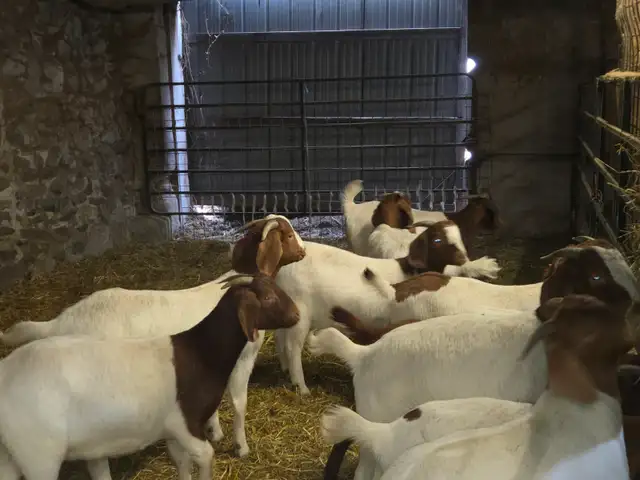 Boer Goat Doelings for sale - Photo 6