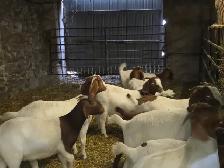 Boer Goat Doelings for sale - Photo 6