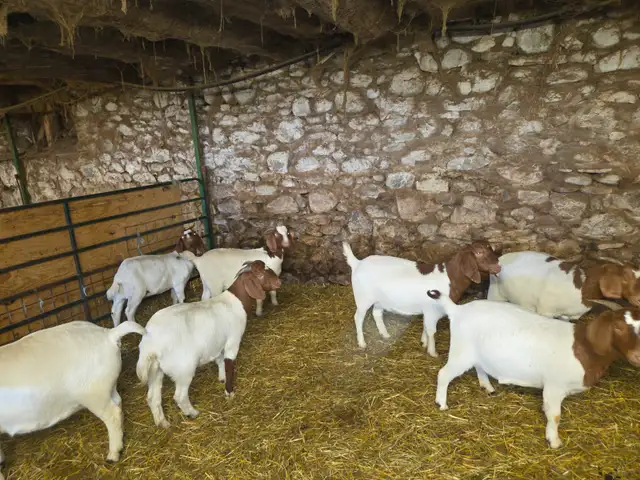 Boer Goat Doelings for sale - Photo 7