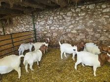 Boer Goat Doelings for sale - Photo 7