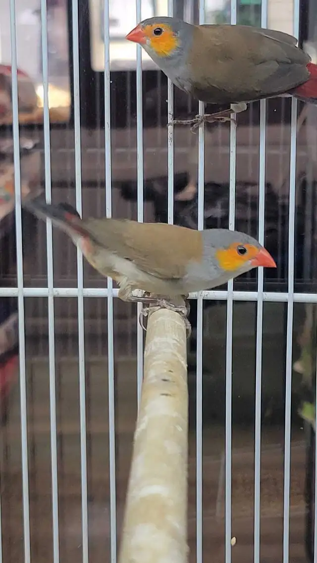 orange cheek wax Bill finches