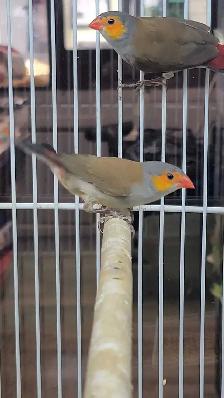 orange cheek wax Bill finches