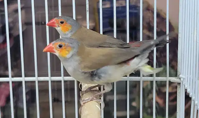 orange cheek wax Bill finches - Photo 2