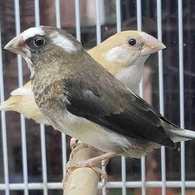 society finches