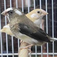 society finches