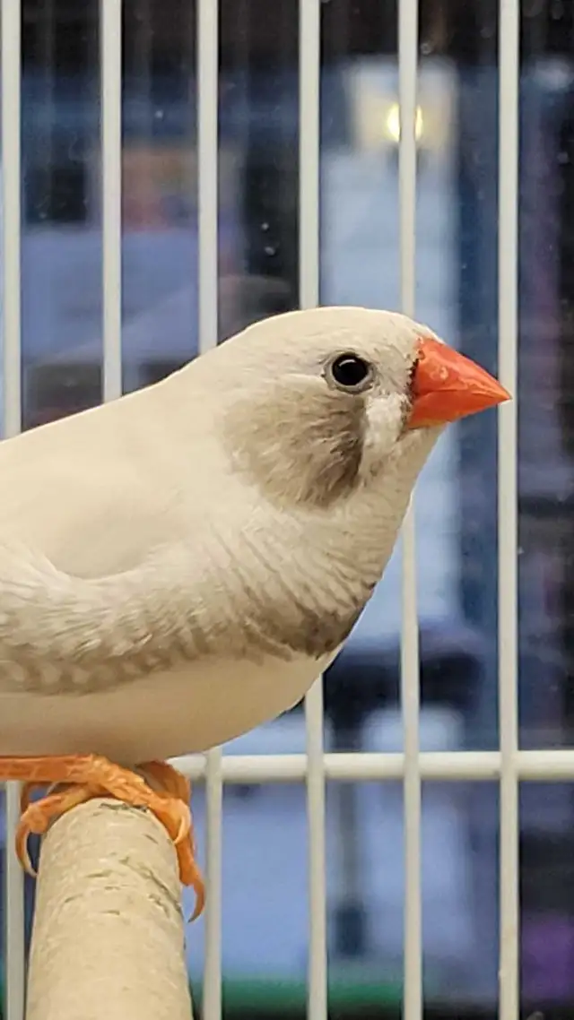 black cheek white zebra finches