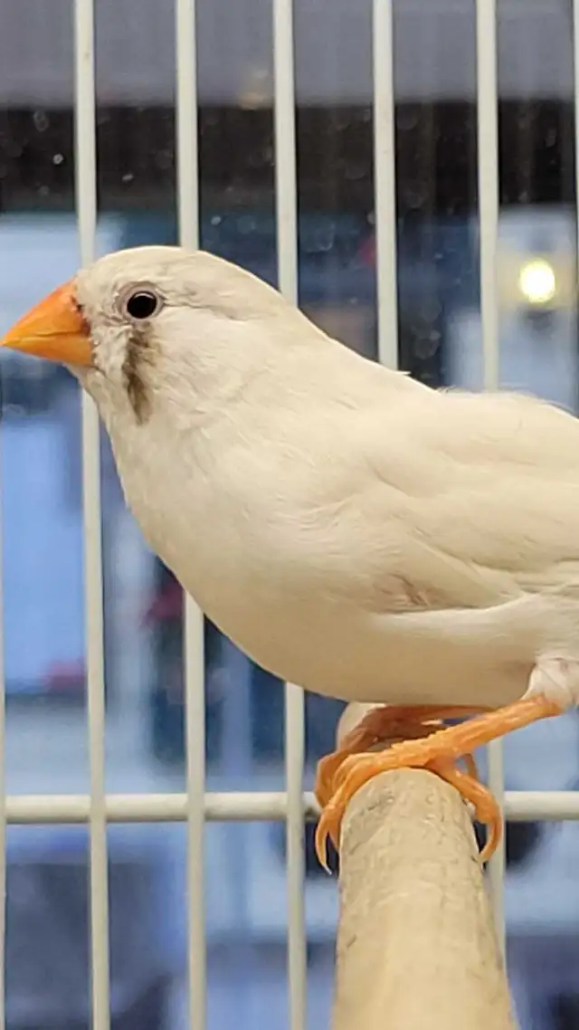 black cheek white zebra finches - Photo 2