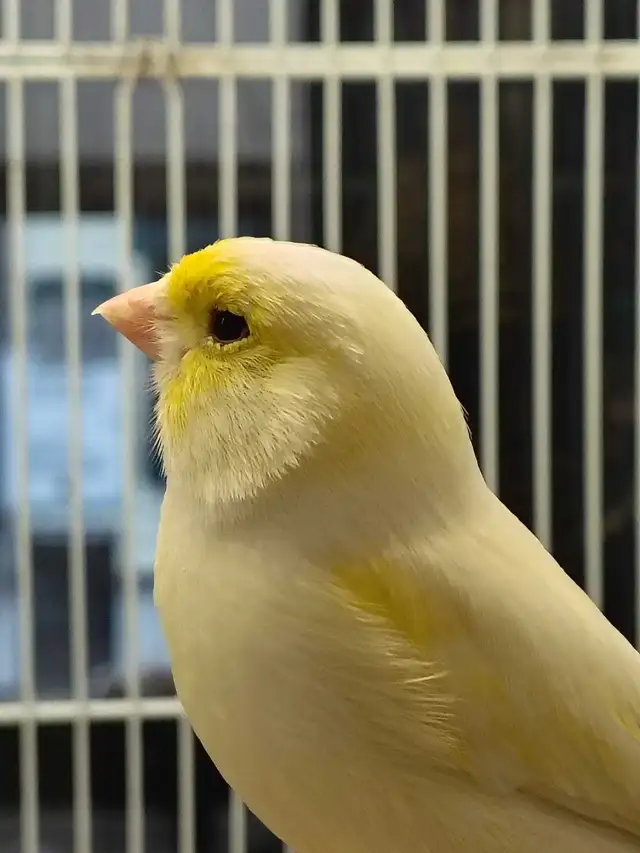 male canaries
