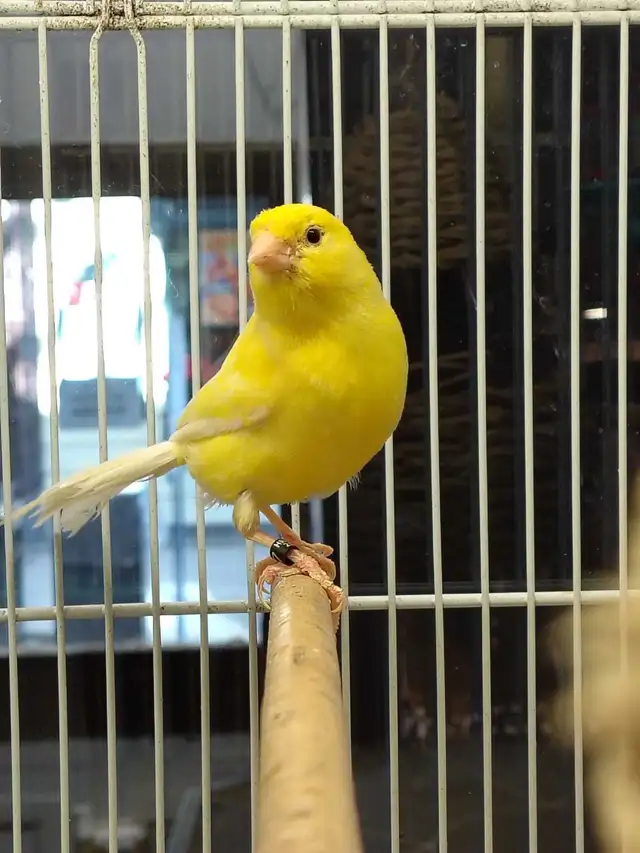 male canaries - Photo 2