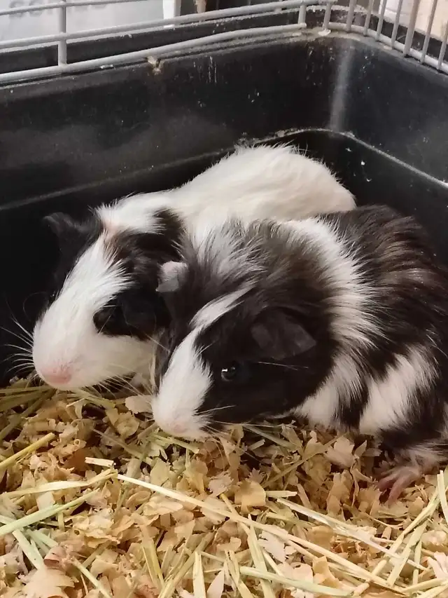 baby guinea pigs